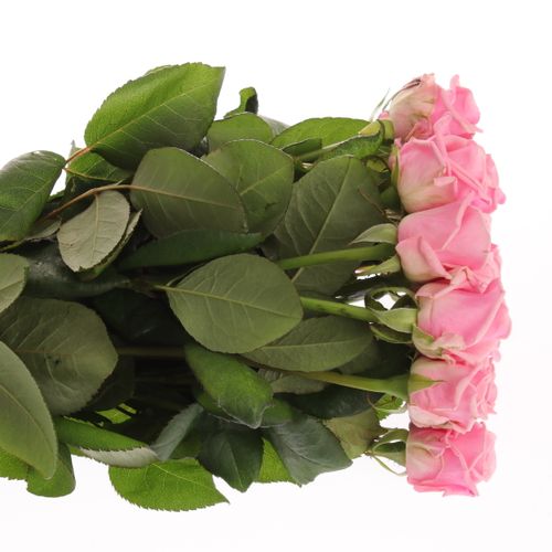 Heaven hell rosa 40cm