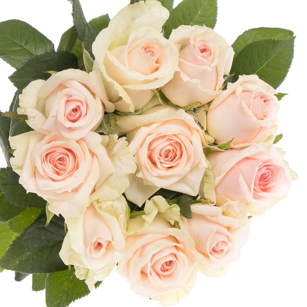 Rose rosa Lovely Dolomiti 50cm