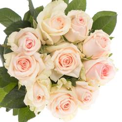 Rose rosa Lovely Dolomiti 50cm