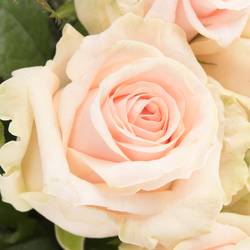 Rose rosa Lovely Dolomiti 50cm