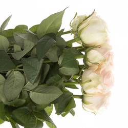 Rose rosa Lovely Dolomiti 50cm