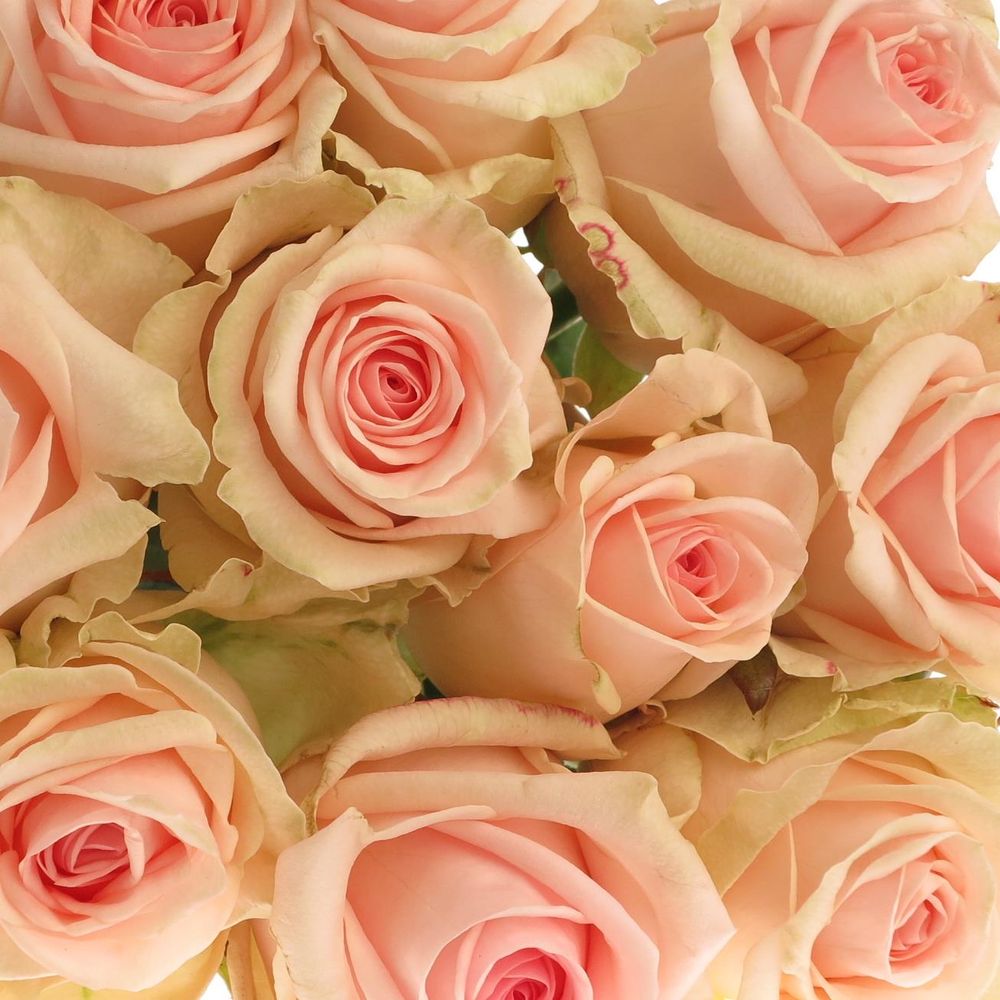 Rose rosa Lovely Dolomiti 60cm