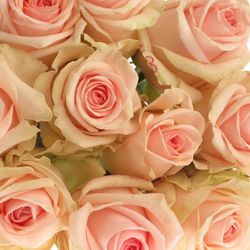 Rose rosa Lovely Dolomiti 60cm