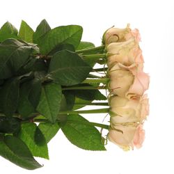 Rose rosa Lovely Dolomiti 60cm