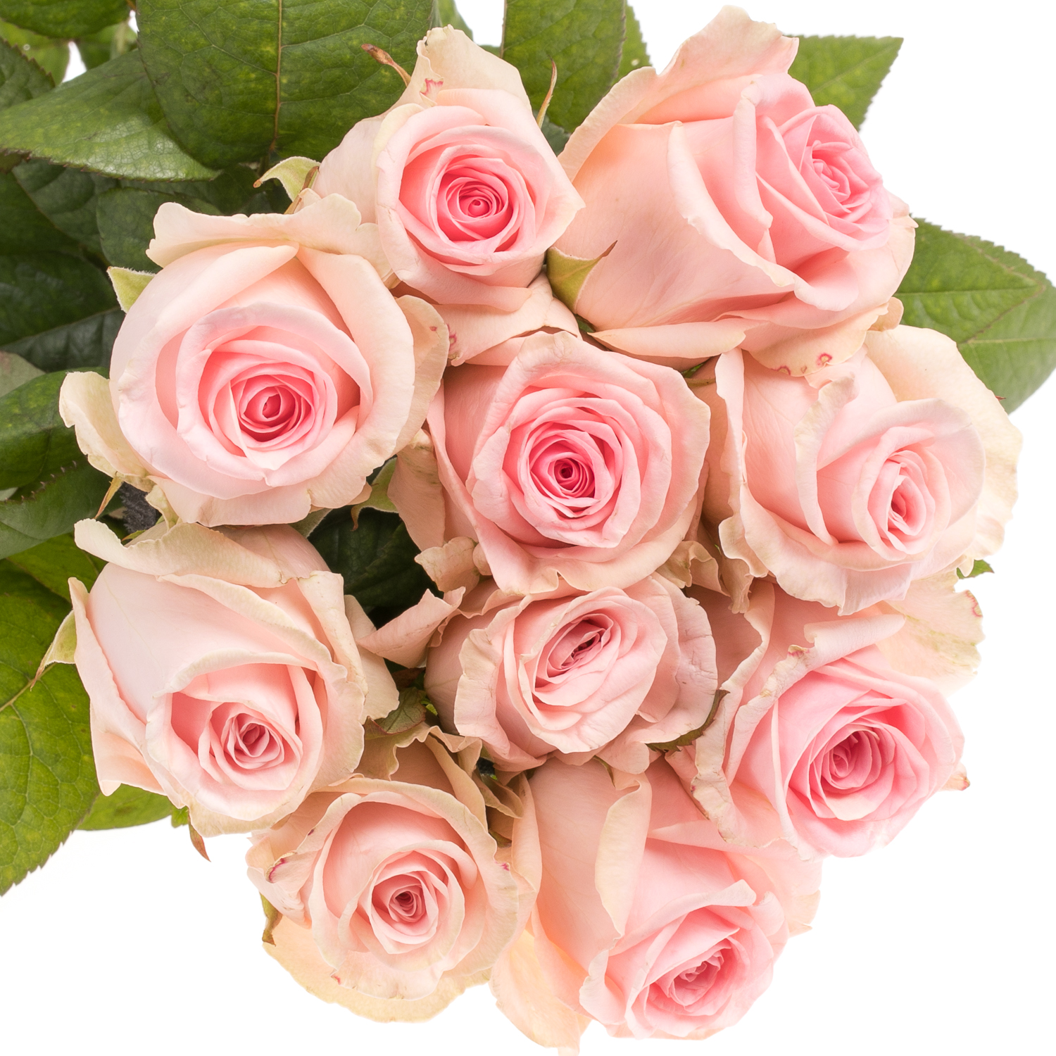 Product Sweet Dolomiti Rosa 50cm Heyl