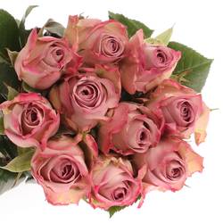 Rose lila Memory Lane 60cm