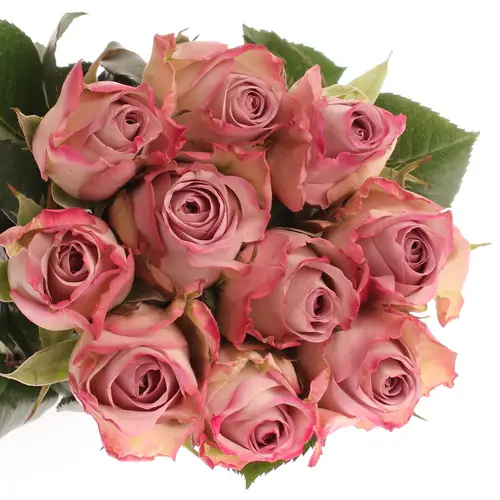 Rose lila Memory Lane 60cm