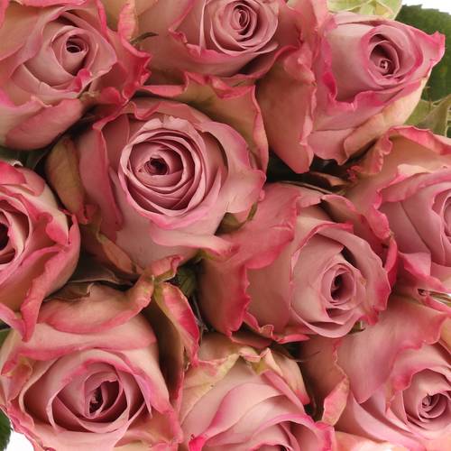 Rose lila Memory Lane 60cm