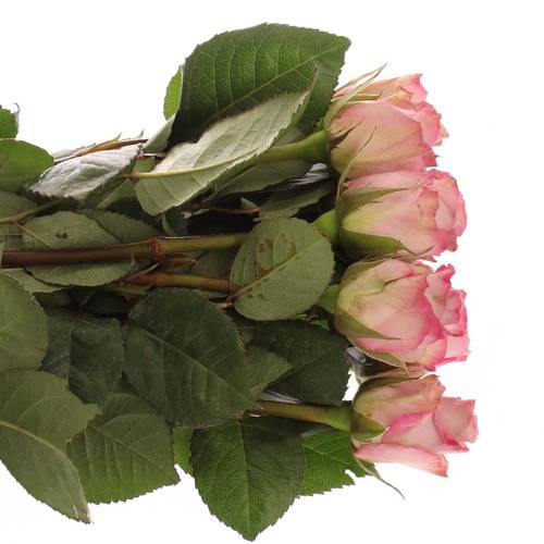 Rose lila Memory Lane 60cm