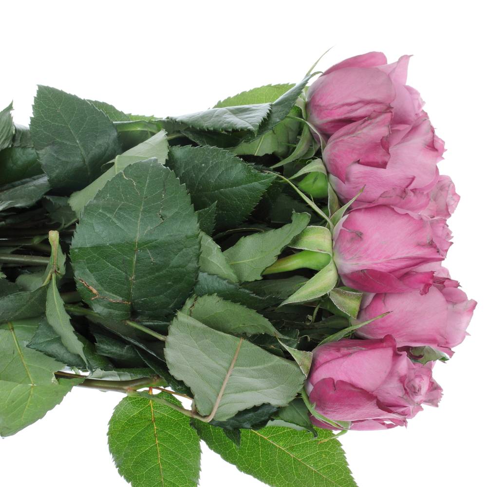 Rose lila New Orleans 50cm