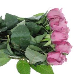 Rose lila New Orleans 50cm