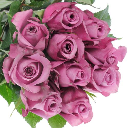 Rose lila New Orleans 50cm