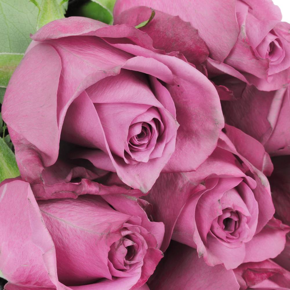 Rose lila New Orleans 50cm