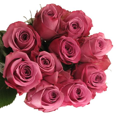 Rose lila New Orleans 60cm