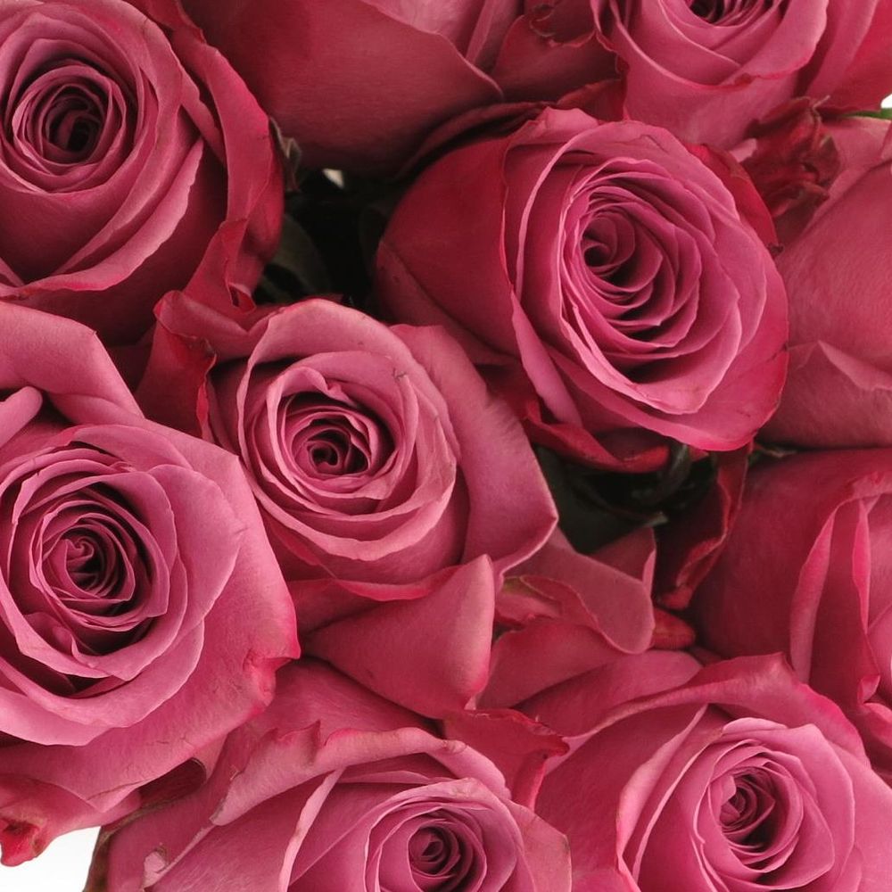 Rose lila New Orleans 60cm