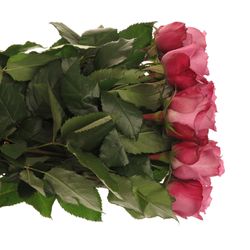 Rose lila New Orleans 60cm