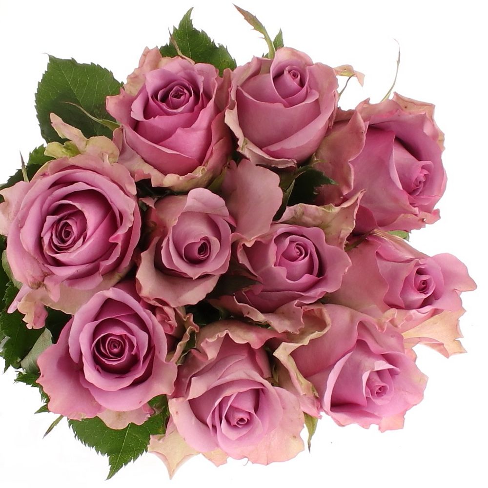 Rose lila  Nightingale 60cm