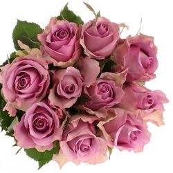 Rose lila  Nightingale 60cm