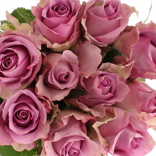 Rose lila  Nightingale 60cm