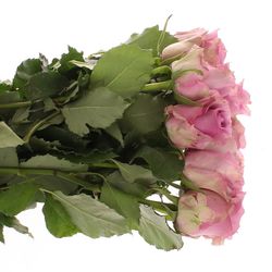 Rose lila  Nightingale 60cm