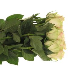 Rose rosa Pink Athena 60cm