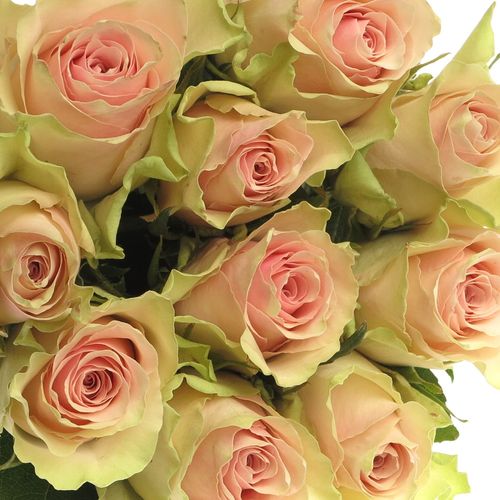 Rose rosa Pink Athena 60cm