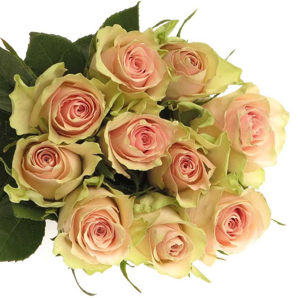 Rose rosa Pink Athena 60cm