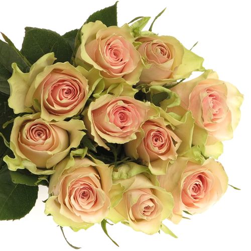 Rose rosa Pink Athena 60cm