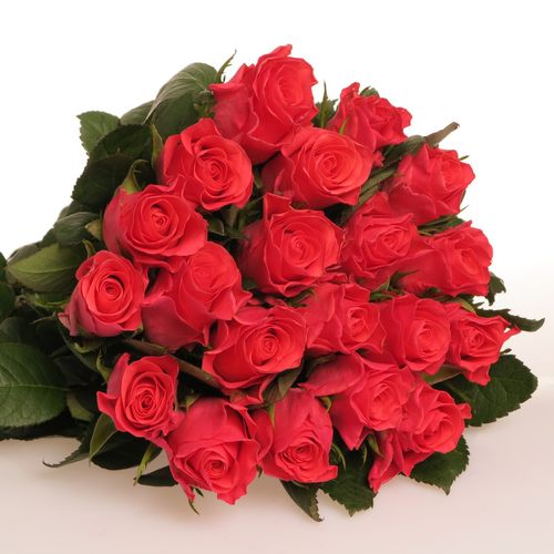 Rose rosa Pink Tacazzi 60cm