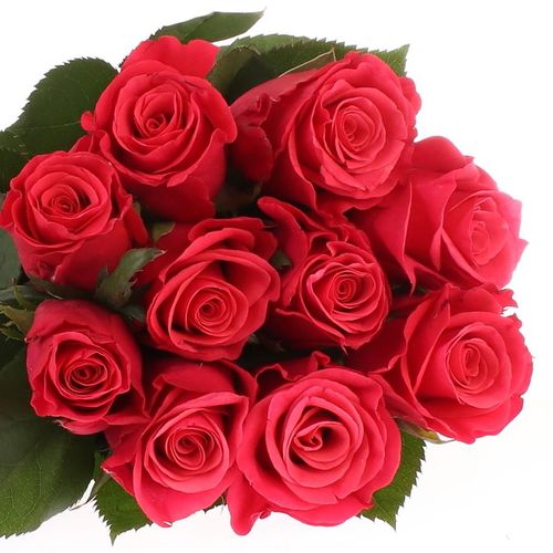 Rose fuchsia Tacazzi 70cm