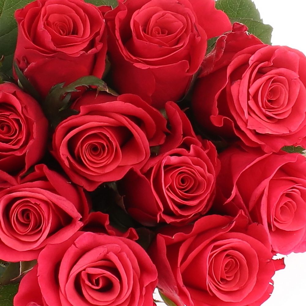 Rose fuchsia Tacazzi 70cm