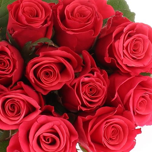 Rose fuchsia Tacazzi 70cm