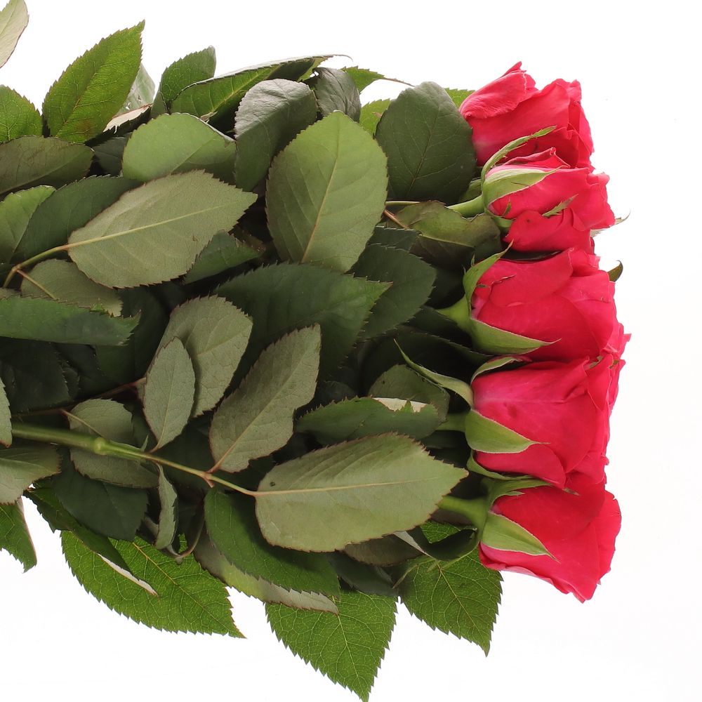 Rose fuchsia Tacazzi 70cm