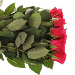 Rose fuchsia Tacazzi 70cm