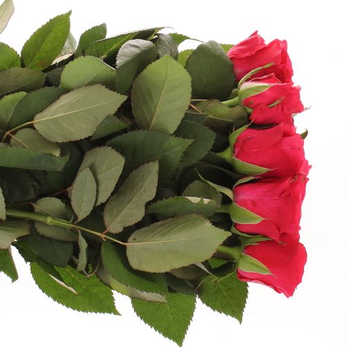 Rose fuchsia Tacazzi 70cm