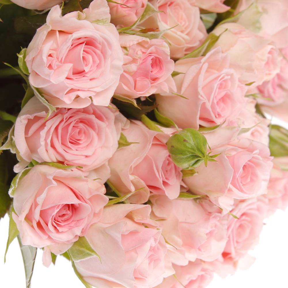 Rose verzweigt rosa Aerobic 4+Blüte 40cm