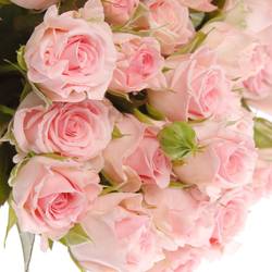 Rose verzweigt rosa Aerobic 4+Blüte 40cm