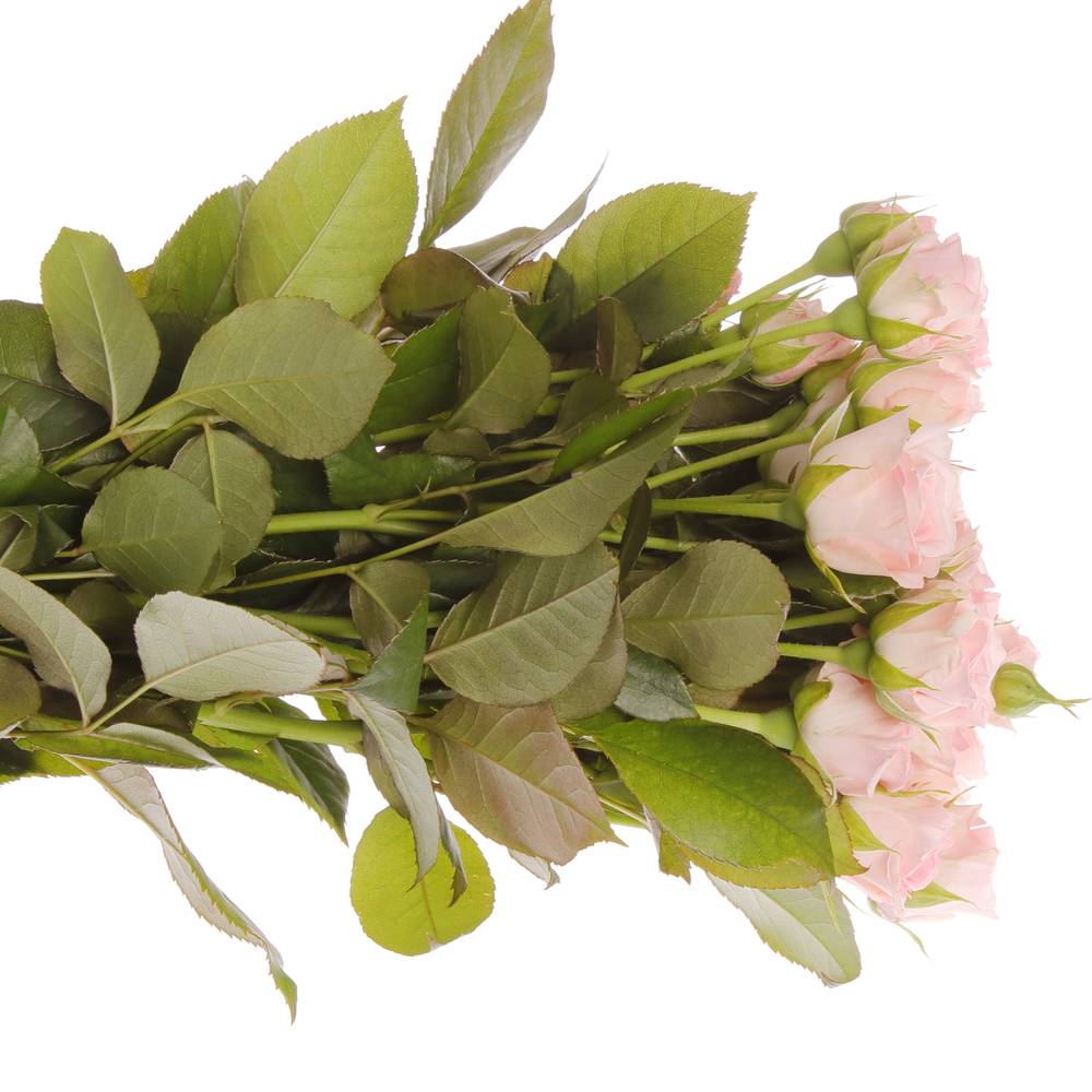 Rose verzweigt rosa Aerobic 4+Blüte 40cm