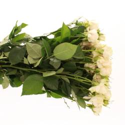 Rose verzweigt creme Super Bubbles 4+Blüte 50cm