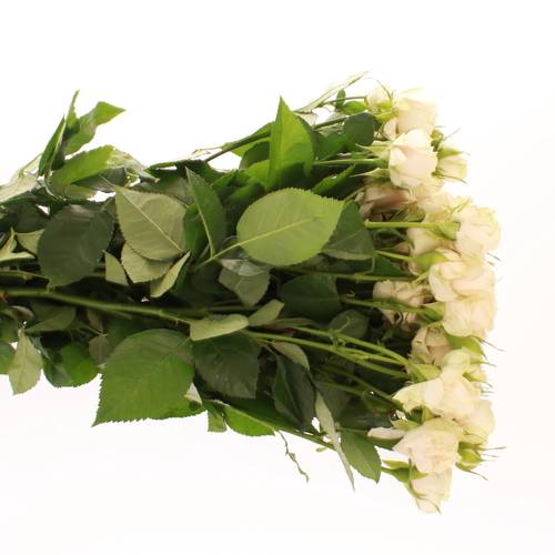 Rose verzweigt creme Super Bubbles 4+Blüte 50cm