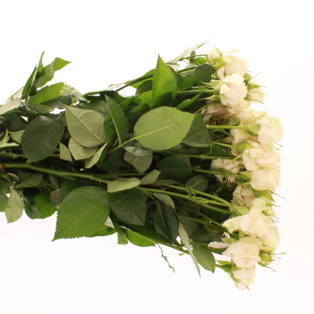 Rose verzweigt creme Super Bubbles 4+Blüte 50cm