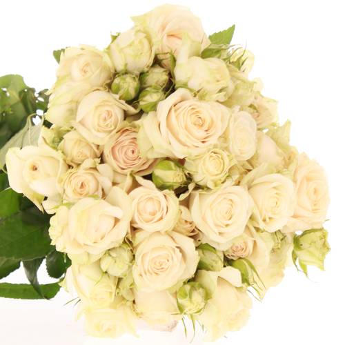 Rose verzweigt creme Super Bubbles 4+Blüte 50cm