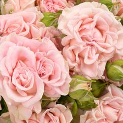 Rose verzweigt rosa Sweet Flow NL 5+Blüte 60cm