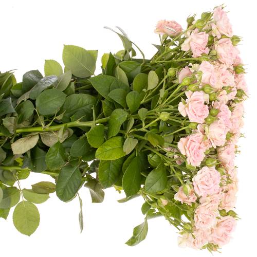 Rose verzweigt rosa Sweet Flow NL 5+Blüte 60cm