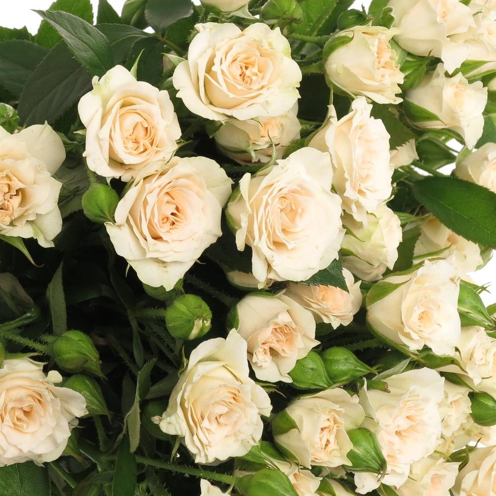 Rose verzweigt creme Gracia 5+Blüte 70cm