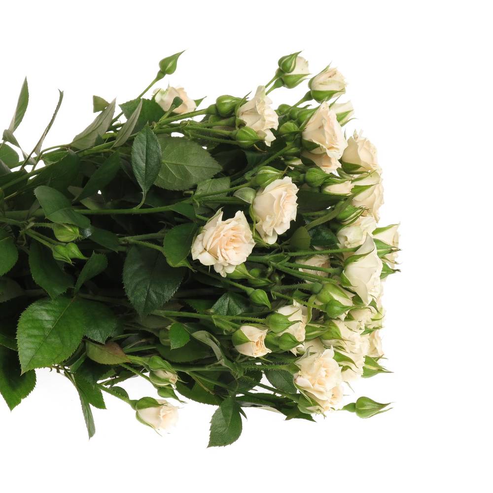 Rose verzweigt creme Gracia 5+Blüte 70cm