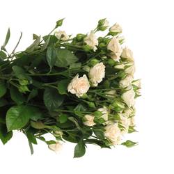 Rose verzweigt creme Gracia 5+Blüte 70cm