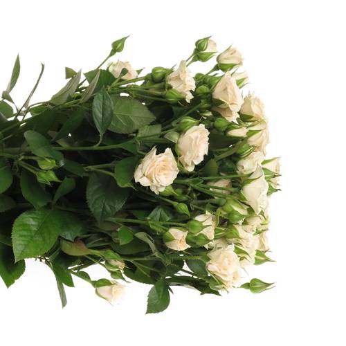 Rose verzweigt creme Gracia 5+Blüte 70cm