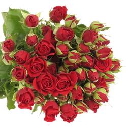 Rose verzweigt rot Mirabel 6+Blüte 80cm