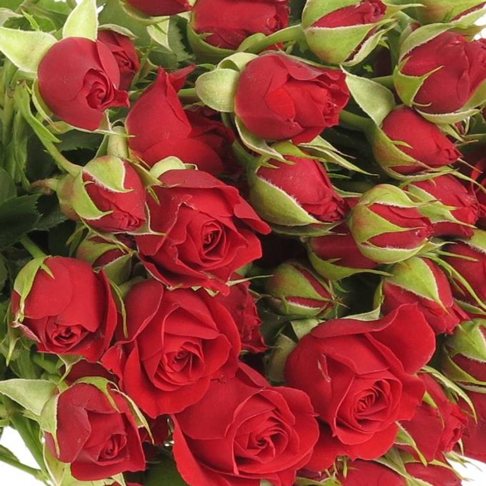 Rose verzweigt rot Mirabel 6+Blüte 80cm